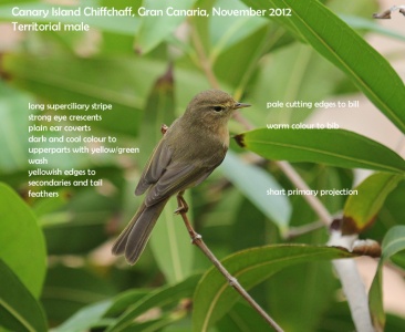 Canary Island Chiffchaff, Phylloscopus canariensis, male, Alan Prowse